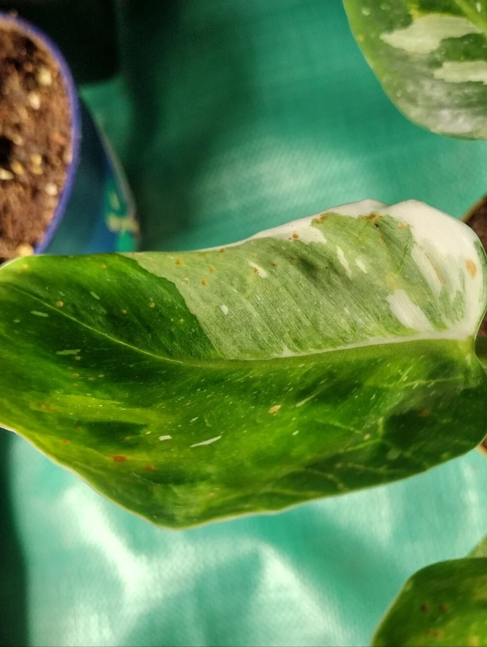 Gorgeous Variegated ”White Wizard